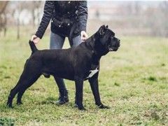 苏州西施犬价格 西施犬出售 纯种健康
