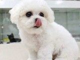 苏州大型犬舍比熊犬出售 CKU认证基地直销 血统纯正
