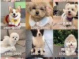 苏州对外售卖博美 博美价格实惠