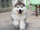 苏州阿拉斯加犬出售 CKU认证基地直销 请您放心选购