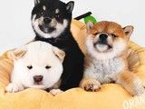苏州犬舍直销 出售大白熊宠物狗 送货到家