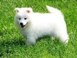 巴哥犬幼犬出售 价格优惠 苏州犬舍直销