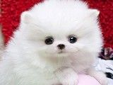 苏州宠物幼犬出售 柴犬 出售各类幼犬 可签协议 送货上门