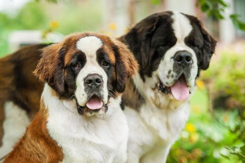 10 种温柔的大型犬,健壮的身躯里面,潜藏着柔软的心灵