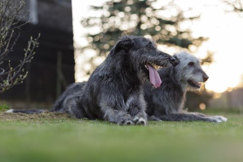 10 种温柔的大型犬,健壮的身躯里面,潜藏着柔软的心灵