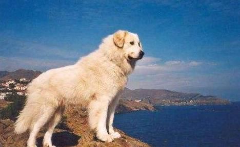 大型犬品种排行榜 适合家养的大型犬排名 适合楼房养的狗狗推荐