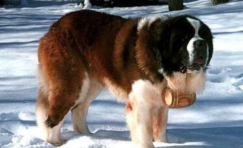 大型犬品种排行榜 适合家养的大型犬排名 适合楼房养的狗狗推荐