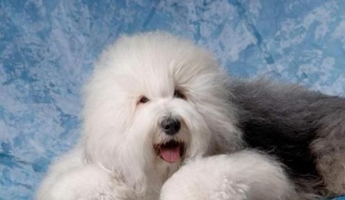 大型犬品种排行榜 适合家养的大型犬排名 适合楼房养的狗狗推荐
