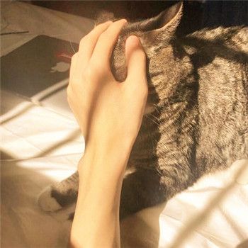 男生头像抱猫