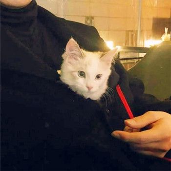 男生头像抱猫