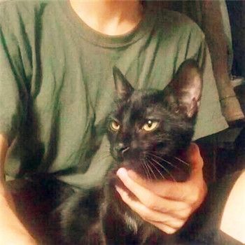 男生头像抱猫