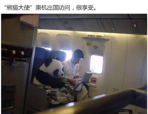 为什么越来越多的人喜欢宠物胜过孩子