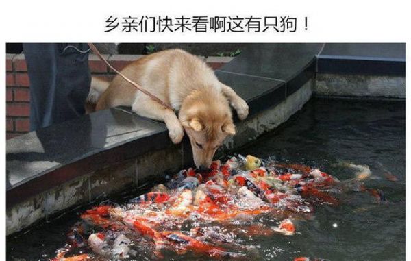 为什么越来越多的人喜欢宠物胜过孩子