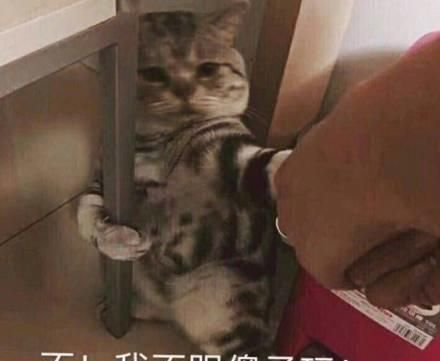 为什么越来越多的人喜欢宠物胜过孩子
