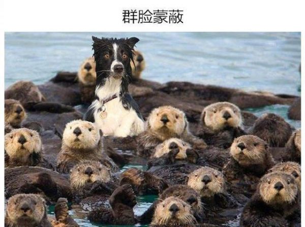 为什么越来越多的人喜欢宠物胜过孩子