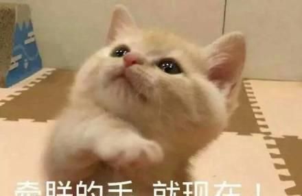 为什么越来越多的人喜欢宠物胜过孩子