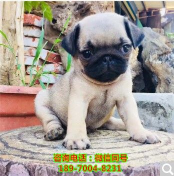 随州附近哪里有狗场犬舍、家庭犬