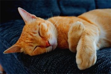 猫咪名字大全公猫