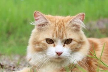 猫咪名字大全公猫