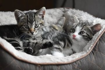 猫咪名字大全公猫