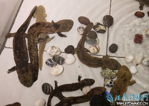 娃娃鱼在家中怎么养？娃娃鱼是国家几级的保护动物？