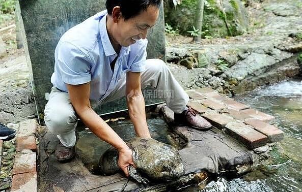 娃娃鱼多少钱一斤