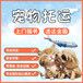 瑞丽宠物托运运输上门接宠