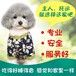 芒市宠物托运猫咪上门接宠