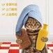 芒市宠物托运猫咪上门接宠