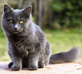 夏特尔猫