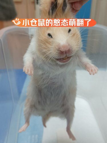 小手一抖，萌宠出笼