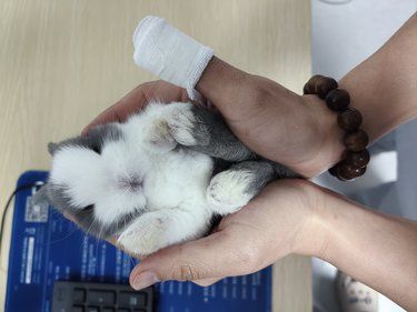 小兔子真的是足够可爱。