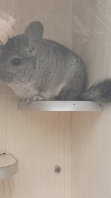 小龙猫的憨态萌翻了