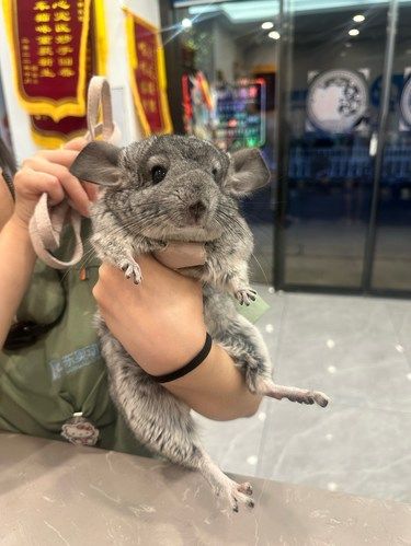 我家的萌宠上班记