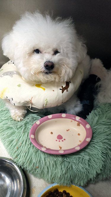 宠物狗狗的日常萌