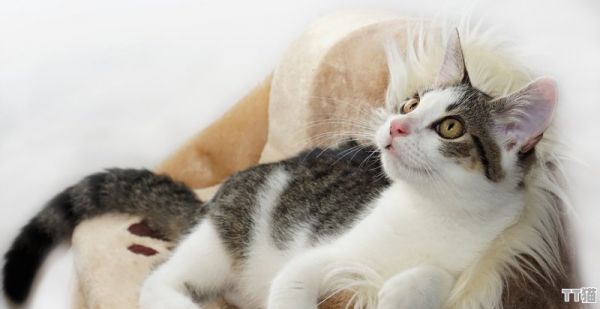 空运接猫咪流程，空运的话去哪里拿宠物猫 - TT猫