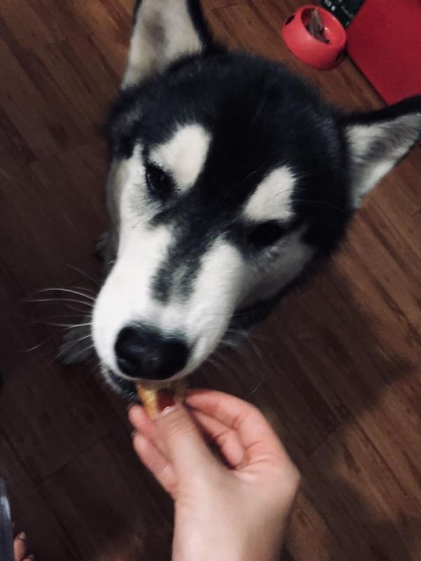 狗狗奖励肉干的做法