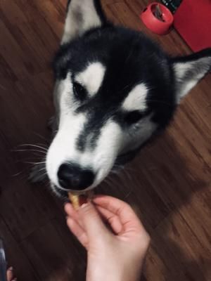 狗狗奖励肉干的做法 步骤3