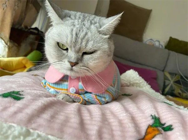 宠物猫可以穿衣服吗