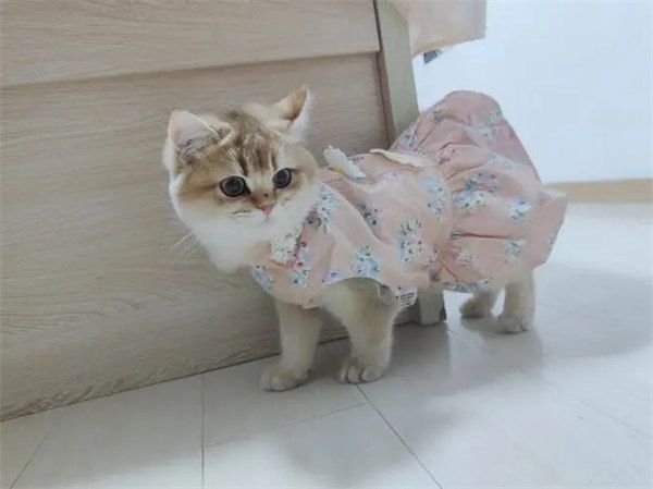 宠物猫可以穿衣服吗