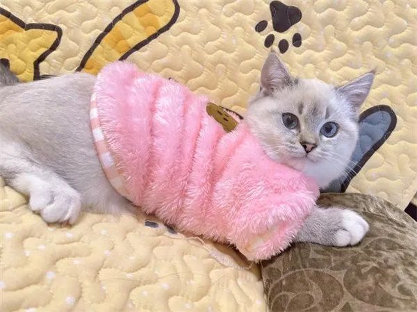 宠物猫可以穿衣服吗