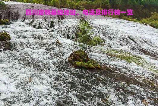 四川宠物基地地址、电话及排行榜一览