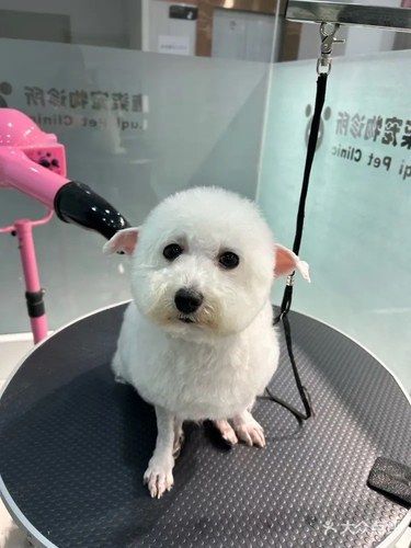 有宠物宝宝的一定要关注他家