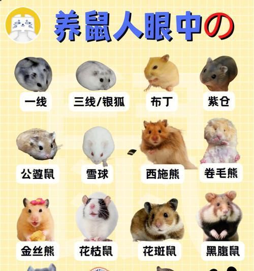 西伯利亚花栗鼠的饲养方法（打造舒适、健康的花栗鼠家园）