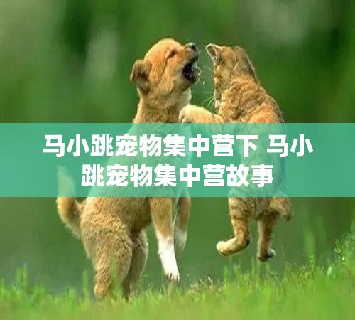 马小跳宠物集中营下 马小跳宠物集中营故事