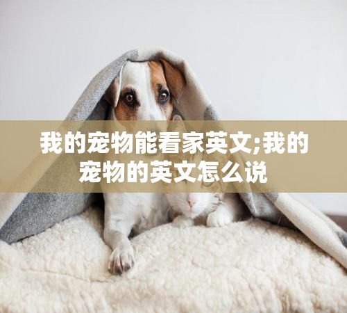 我的宠物能看家英文;我的宠物的英文怎么说