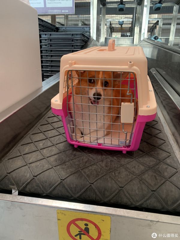 忻州 猫狗运输 专车 汽车带托运