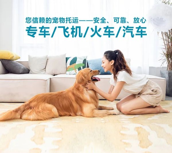 忻州 猫狗运输 专车 汽车带托运