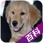带宠物上车需要多大的勇气？这6点做不好，司机都得哭！