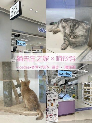 这个撸猫馆我可以呆一整天[得意]
